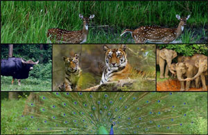 NagarHole National Park